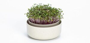 Klíčící miska MICROGREENS